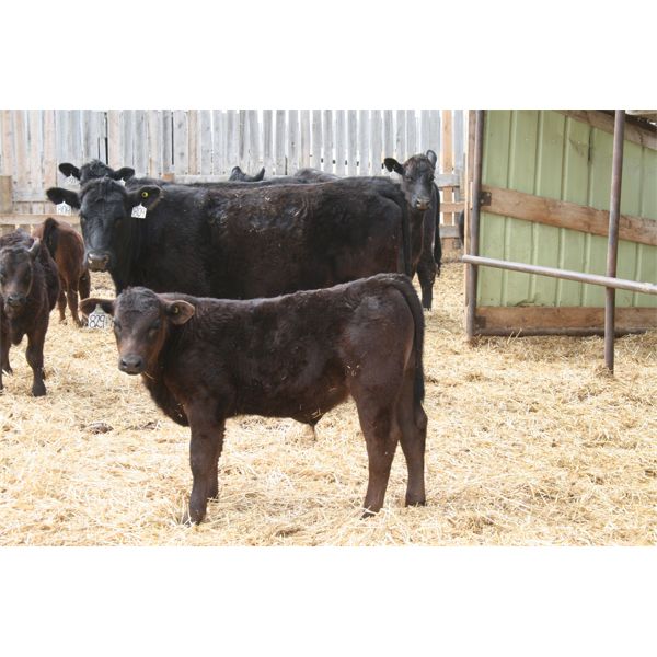 Marty & Michelle Van Reeuwyk - 21 Black 1st Calf Pairs (Tempest, AB)