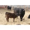 Image 2 : Marty & Michelle Van Reeuwyk - 21 Black 1st Calf Pairs (Tempest, AB)