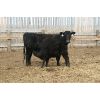 Image 4 : Marty & Michelle Van Reeuwyk - 21 Black 1st Calf Pairs (Tempest, AB)