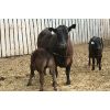 Image 5 : Marty & Michelle Van Reeuwyk - 21 Black 1st Calf Pairs (Tempest, AB)