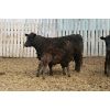 Image 6 : Marty & Michelle Van Reeuwyk - 21 Black 1st Calf Pairs (Tempest, AB)