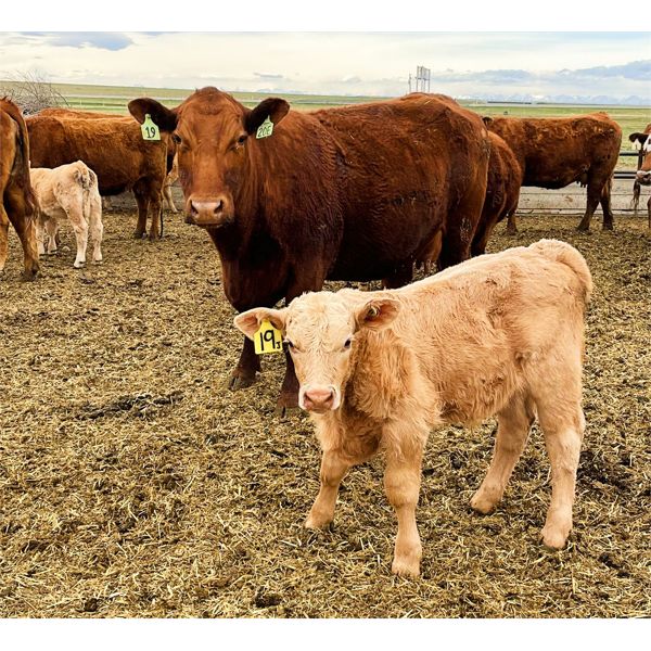 Jared Withage - 12 Red/Red X 3rd & 4th Calf Pairs (Monarch, AB)