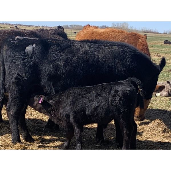 Logan Scharf - 35 Black/BBF 1st & 2nd Calf Pairs (Asquith, SK)