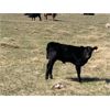 Image 6 : Logan Scharf - 35 Black/BBF 1st & 2nd Calf Pairs (Asquith, SK)