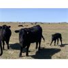 Image 7 : Logan Scharf - 35 Black/BBF 1st & 2nd Calf Pairs (Asquith, SK)
