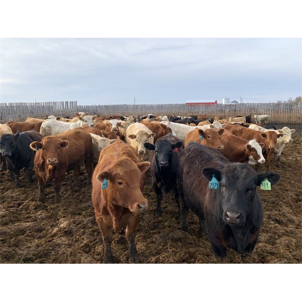 Rice Farms - 950# Steers - 130 Head (Lacombe, AB)