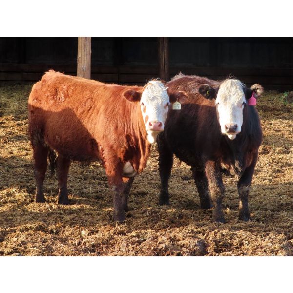 Brennan & Lee Leib - 975# Replacement Heifers - 60 Head (Southey, SK)