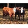 Image 1 : Brennan & Lee Leib - 975# Replacement Heifers - 60 Head (Southey, SK)
