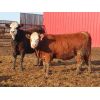 Image 2 : Brennan & Lee Leib - 975# Replacement Heifers - 60 Head (Southey, SK)