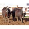 Image 3 : Brennan & Lee Leib - 975# Replacement Heifers - 60 Head (Southey, SK)