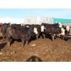Image 4 : Brennan & Lee Leib - 975# Replacement Heifers - 60 Head (Southey, SK)