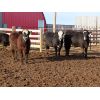 Image 5 : Brennan & Lee Leib - 975# Replacement Heifers - 60 Head (Southey, SK)