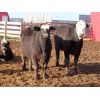 Image 7 : Brennan & Lee Leib - 975# Replacement Heifers - 60 Head (Southey, SK)