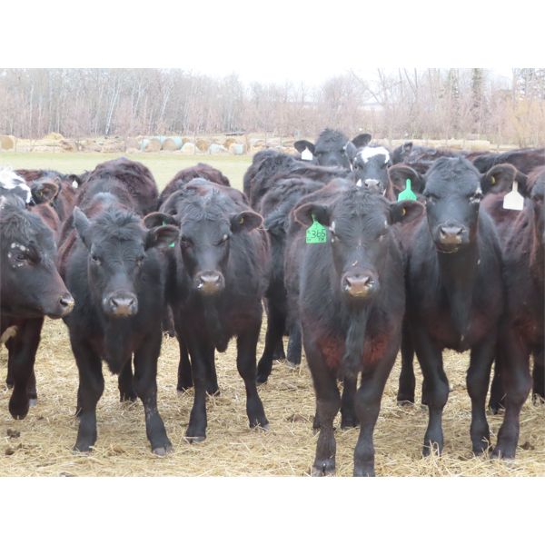 Clay Ridge Stock Farms Inc. - 600# Heifers - 60 Head (Fairlight, SK)
