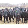 Image 1 : Clay Ridge Stock Farms Inc. - 600# Heifers - 60 Head (Fairlight, SK)