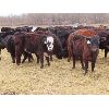 Image 2 : Clay Ridge Stock Farms Inc. - 600# Heifers - 60 Head (Fairlight, SK)