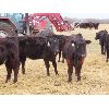 Image 5 : Clay Ridge Stock Farms Inc. - 600# Heifers - 60 Head (Fairlight, SK)