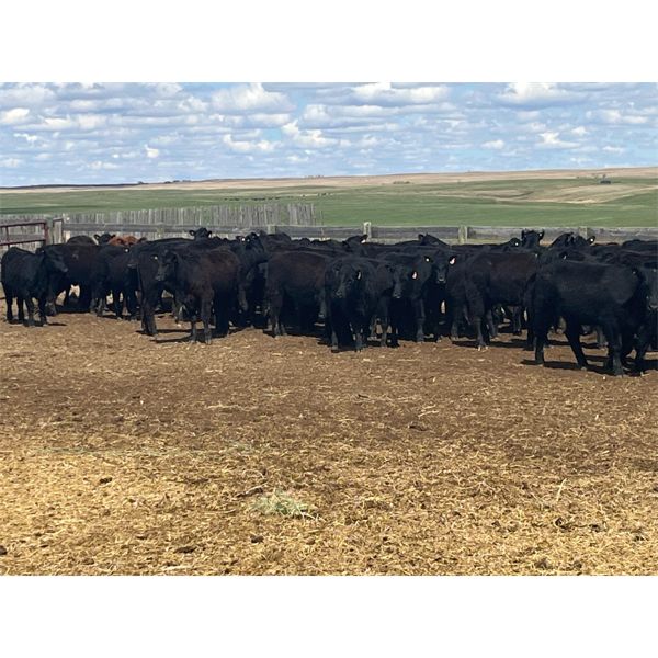 Ed Curry Ranching Ltd. - 665# Heifers - 122 Head (Big Stone, AB)