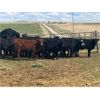 Image 4 : Ed Curry Ranching Ltd. - 665# Heifers - 122 Head (Big Stone, AB)