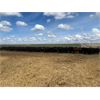 Image 5 : Ed Curry Ranching Ltd. - 665# Heifers - 122 Head (Big Stone, AB)