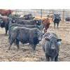 Image 11 : Chipping Hill Cattle Co. - 1000# Steers - 240 Head (MacGregor, MB)