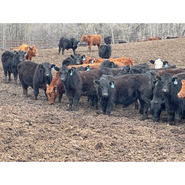 Chipping Hill Cattle Co. - 1000# Steers - 240 Head (MacGregor, MB)