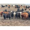 Image 2 : Chipping Hill Cattle Co. - 1000# Steers - 240 Head (MacGregor, MB)