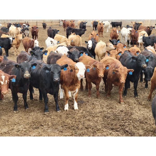 Cattlewood Farms Ltd. - 825# Steers - 187 Head (Bow Island, AB)