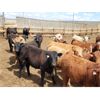 Image 2 : Cattlewood Farms Ltd. - 825# Steers - 187 Head (Bow Island, AB)