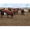 Image 3 : Cattlewood Farms Ltd. - 825# Steers - 187 Head (Bow Island, AB)