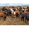 Image 5 : Cattlewood Farms Ltd. - 825# Steers - 187 Head (Bow Island, AB)