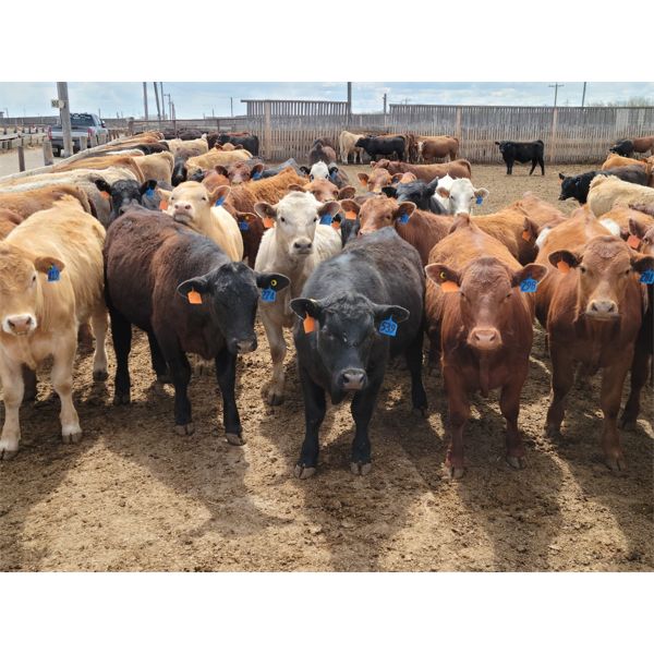 Cattlewood Farms Ltd. - 750# Steers - 182 Head (Bow Island, AB)