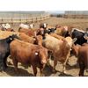 Image 3 : Cattlewood Farms Ltd. - 750# Steers - 182 Head (Bow Island, AB)