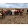 Image 4 : Cattlewood Farms Ltd. - 750# Steers - 182 Head (Bow Island, AB)