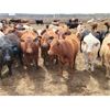 Image 5 : Cattlewood Farms Ltd. - 750# Steers - 182 Head (Bow Island, AB)
