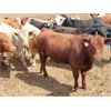 Image 6 : Cattlewood Farms Ltd. - 750# Steers - 182 Head (Bow Island, AB)