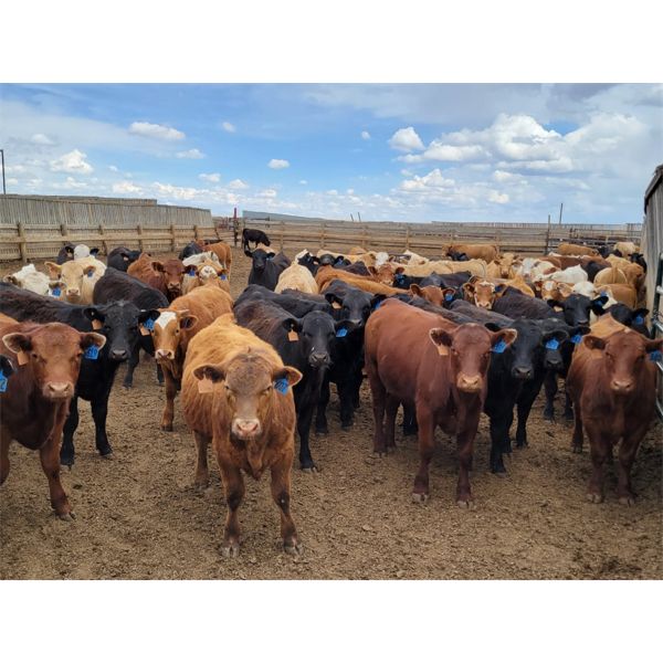 Cattlewood Farms Ltd. - 710# Steers - 146 Head (Bow Island, AB)