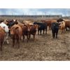 Image 2 : Cattlewood Farms Ltd. - 710# Steers - 146 Head (Bow Island, AB)