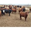 Image 4 : Cattlewood Farms Ltd. - 710# Steers - 146 Head (Bow Island, AB)