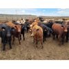 Image 5 : Cattlewood Farms Ltd. - 710# Steers - 146 Head (Bow Island, AB)