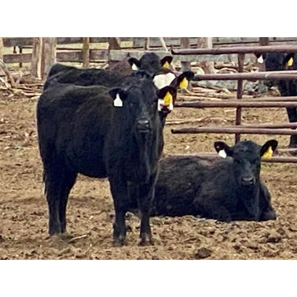 Sturgeon River Ranching - 750# Heifers - 75 Head (Rockyford, AB)