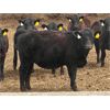 Image 3 : Sturgeon River Ranching - 750# Heifers - 75 Head (Rockyford, AB)