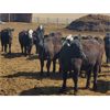 Image 5 : Sturgeon River Ranching - 750# Heifers - 75 Head (Rockyford, AB)