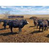 Image 6 : Sturgeon River Ranching - 750# Heifers - 75 Head (Rockyford, AB)
