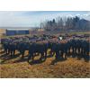 Image 7 : Sturgeon River Ranching - 750# Heifers - 75 Head (Rockyford, AB)