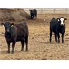 Image 8 : Sturgeon River Ranching - 750# Heifers - 75 Head (Rockyford, AB)