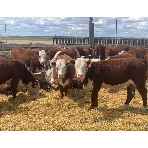 Stankievech Ranches - 740# Heifers - 70 Head (Trochu, AB)
