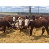Image 1 : Stankievech Ranches - 740# Heifers - 70 Head (Trochu, AB)