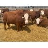 Image 2 : Stankievech Ranches - 740# Heifers - 70 Head (Trochu, AB)