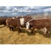 Image 3 : Stankievech Ranches - 740# Heifers - 70 Head (Trochu, AB)